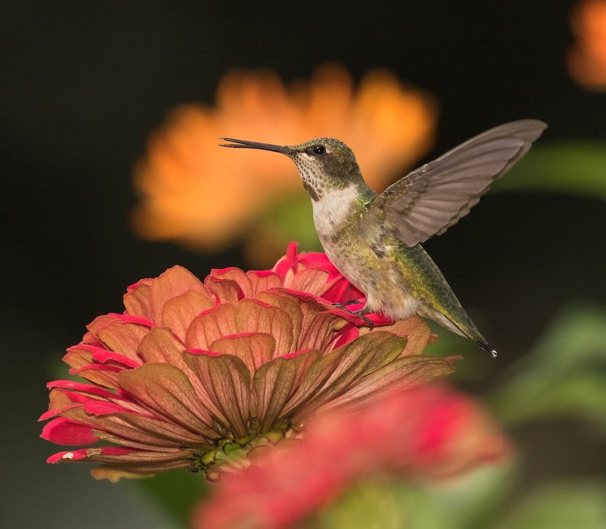 hummingbird.webp